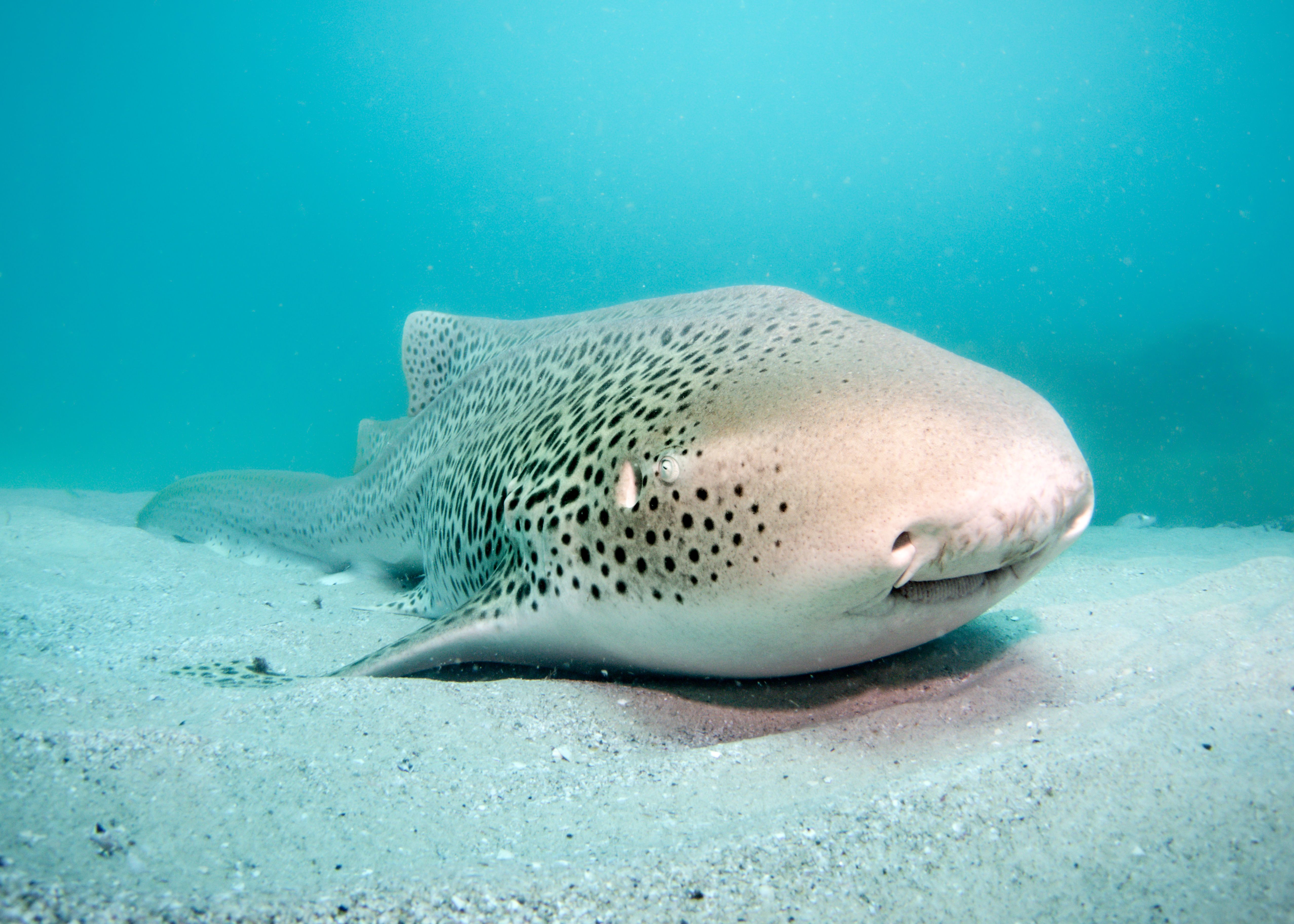 Zebra Shark